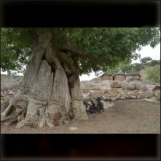 Baobabs are best friends to vulnerable Nuba families.