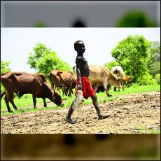 A boy with his cows near the border separating both Sudans.