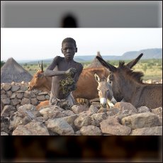 Nuba boy collecting cow shit in the village of Tadoro.