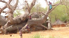 Otroci na drevesu, ki raste naprej četudi se je zrušil